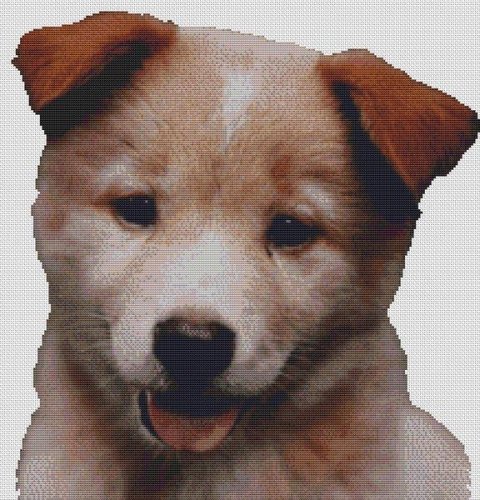 (image for) Red Australian Cattle Dog Puppy